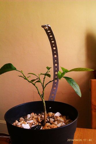 自制电池供电LED植物生长灯教程 打造便携式植物光源